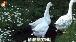 Мир птиц – красота и грация пернатых созданий Природы 🦩🦚🦜 Выпуск (423) 🦉🐦🐤