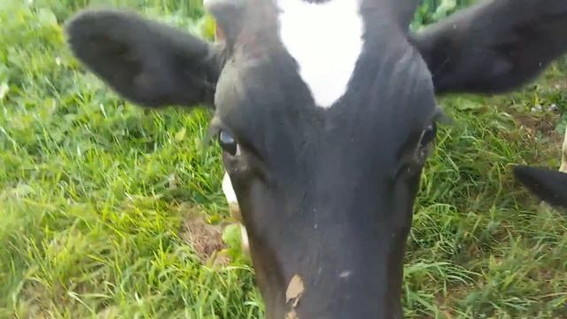 Наш бычок покрупнее смотреть онлайн