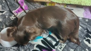 Как часто нужно мыть собаку чихуахуа? 18/12/25 #как_часто_нужно_мыть_собаку