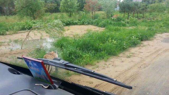 SAFARI PARK HARBIN part 4