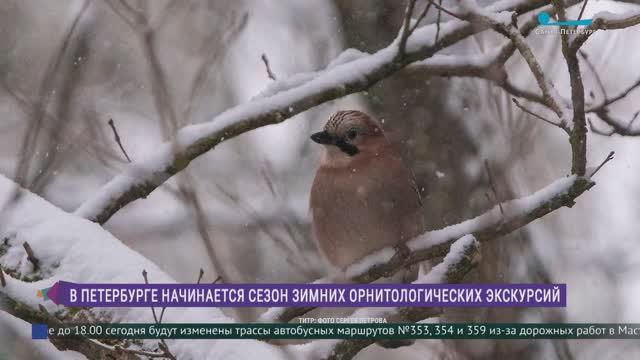Пернатый дозор. Зимний сезон орнитологических экскурсий