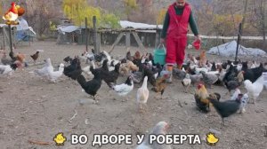 Содержание кур в домашних условиях и других птиц во дворе у Роберта 🐣🐤🦆🐔🪿🦃 (369)