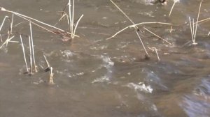 В Воронежской области определили зоны, которым угрожает паводковая опасность