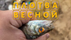 Ловля плотвы весной на поплавочную удочку в Подмосковье
