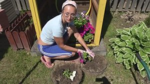 6 соток 4 июня 2021 год. Сажаю однолетники вокруг прудика и роз..