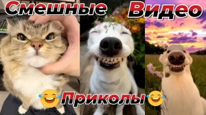 Смешные видео приколы|Коты и собаки|Юмор и Приколы.