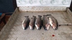итоговый улов форели