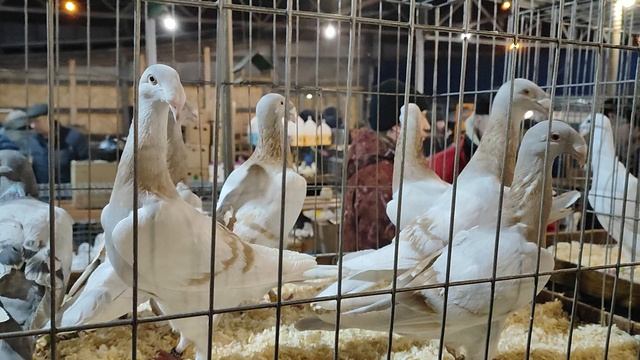 13.12.2025г Ярмарка ст.Бронницы ч.4 смотреть онлайн