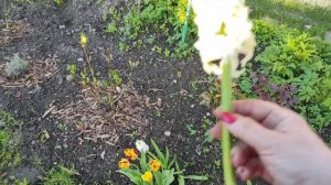 18-ДАЧА. Ветер сильный. но нам не страшно у нас новая теплица😂3 часть(24.05.21.)