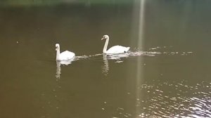 лебединая песня