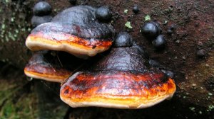 Чай из трутовиков: чага, трутовик окаймлённый и трутовик настоящий