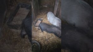 Влог/Вас снимает скрытая камера/Еда/ Немножко нашего утра.