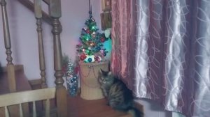 Люся ёлку нарядила и порядки навела.