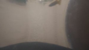 Гуппи рыбки