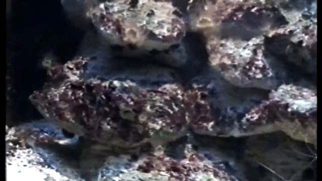 Зоопарк Лондон 1997