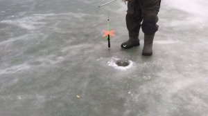 поимка форели на  силикон