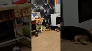 видео 💯% про собак