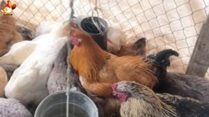 Любовь птицевода к Курочкам 🐥🐔🥚 Нежное видео 🐓 Версия (89)