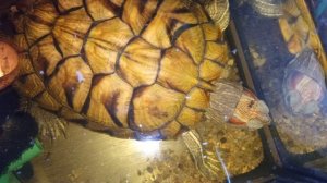 Красноухие черепахи 🐢🐢🐢, умная колонка Маруся рассказывает анекдоты 19 декабря 2025