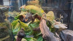 Кто такой Васек, Аптекарский огород, игрушки на ёлку от сына, зима в Москве. Влог