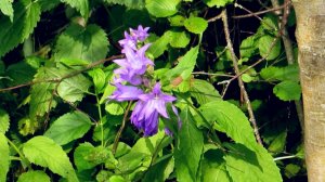 Колокольчики у речки