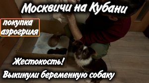 Выбросили на улицу беременную собаку! Ищем хорошую семью для щенков! Покупки!