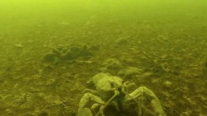 Подводная охота. Середина сентября_2024