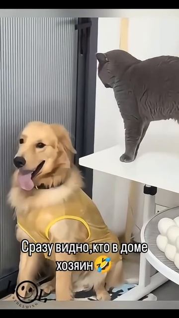 Сразу видно, кто в доме хозяин 😼