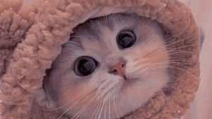 Играем в 5RP на ALTA