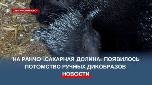 На ранчо «Сахарная долина» семья дикобразов вывела потомство