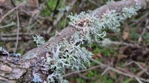 Пойми живой язык природы и скажешь ты: прекрасен мир!