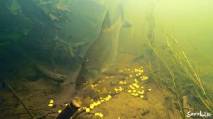 Поклёвка ЛЕЩА на ОПАРЫША под водой. Кукуруза на реке работает.