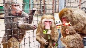 Гамадрилы ждут , макаки кричат и требуют! Лида получила букет петрушки и не получила от Елисея!