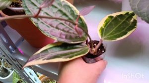 вы посмотрите на эту красоту а 🙏купила две новые Хойи!!! Всё я заболела ними! корни щеткой 😊