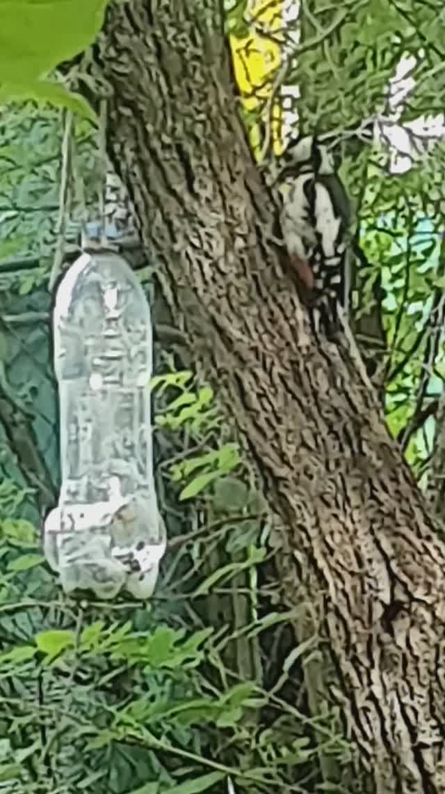 дятел кормит детеныша