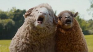 «Овечьи детективы» —🕵️♀️🐑🔍 Такого вы еще не видели!