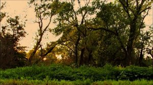 Ещё один спокойный вечер