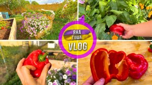 Бараний язык оказался гадостью! Лучше бы не пробовали. Не доели! Сходили в ресторан.