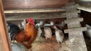 К нам пришла зима. Мои куры живут , под охраной петуха.