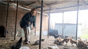 949 Что может женщина Одна. Жизнь Станичная.Ёлку тоже достала.