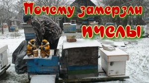 Почему замерзли пчелы