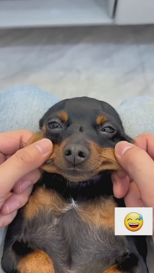 Смешные собаки, котики и другие животные (ч. 5)