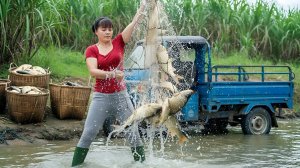 Ловим много крупных рыб в озере и везем полный грузовик для продажи на рынок. Фуонг. Вьетнам