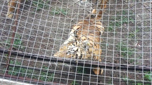 SAFARI PARK HARBIN part 7