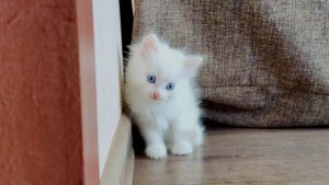 60 минут с белым котенком. Белый котенок и его мама-кошка. Подборка.