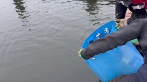 19.12.25. Зарыбление VIP зоны форелью.