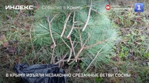 В Крыму изъяли незаконно срезанные ветви сосны