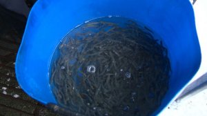 В реки Сочи выпустят 100 тысяч мальков краснокнижного черноморского лосося