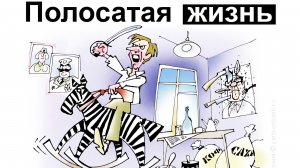 Полосатая жизнь