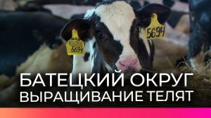 В Батецком округе заканчивается реконструкция корпуса для выращивания телят